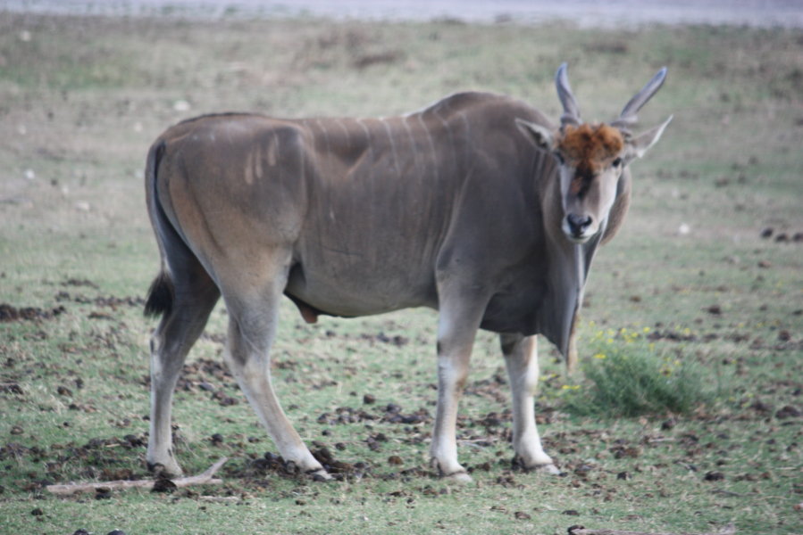 ***************** Hei feelt eng Foto **************